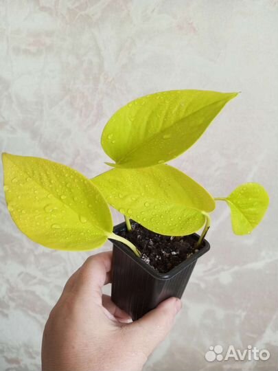 Эпипремнум неон