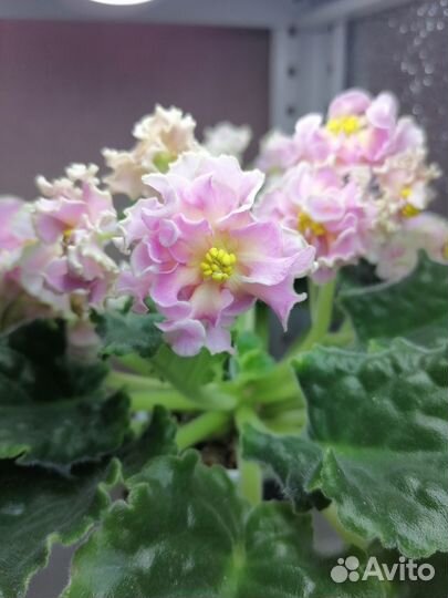 Черенки сортовых фиалок