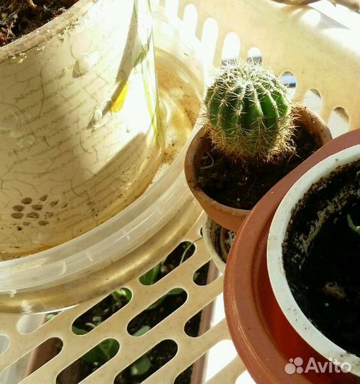 Драгоценная орхидея, сансевиерия, редкие традескан