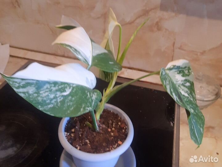 Mонстера Альба