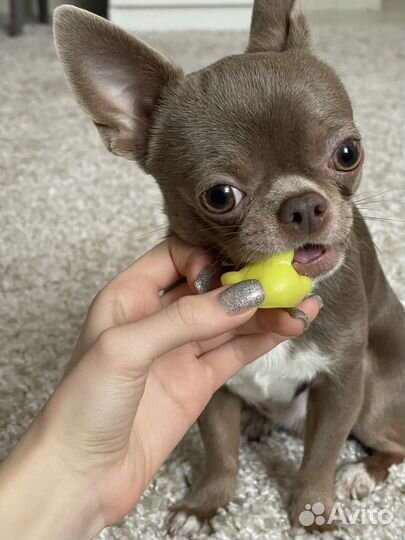 Вязка кобель чихуахуа