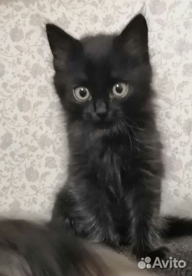 Котик