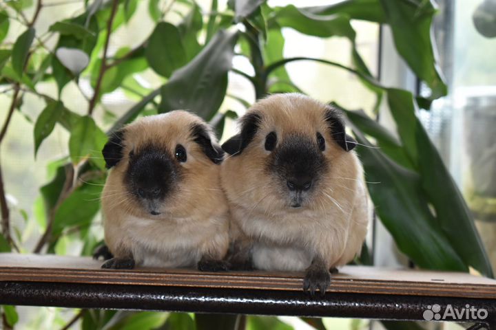 Морские свинки из питомника