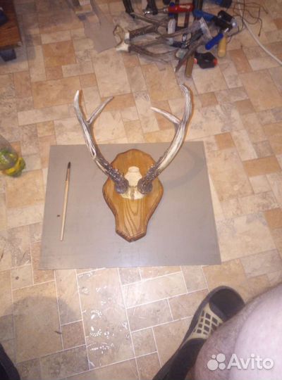 Продам рога косули