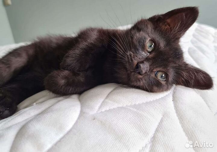 Кошка в дар