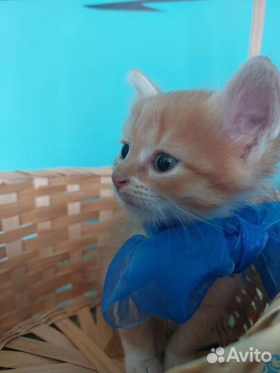 Мальчики котики