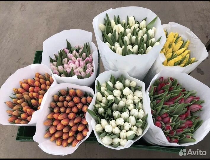 Тюльпаны к 8 марта