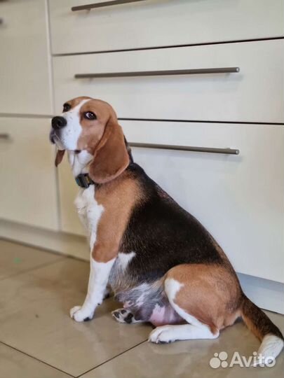 Бигль, щенки бигль