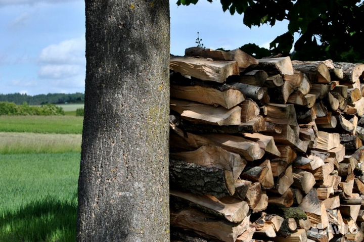Дрова на дачу в баню