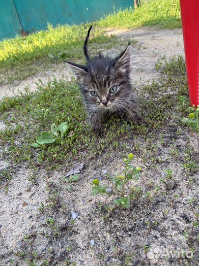Котик ищет дом