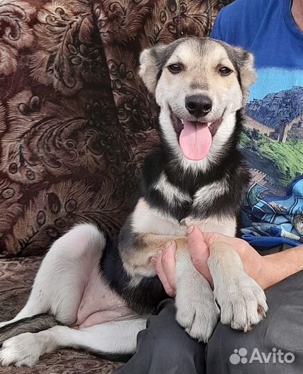 Щенок