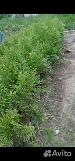 Черенки туи западной смарагд