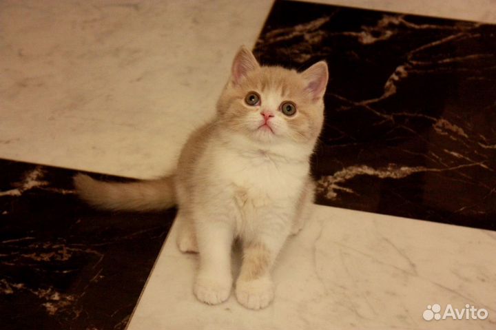 Продажа котят