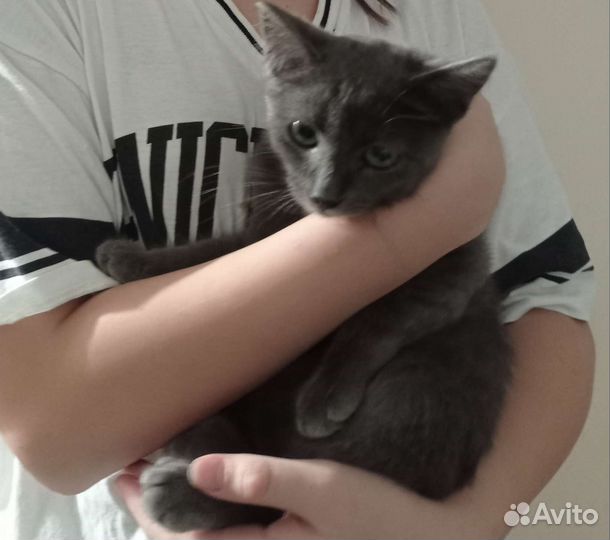 Серенький котёнок