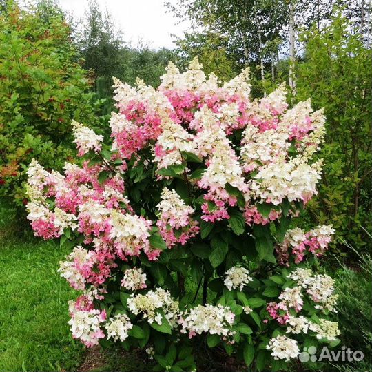 Гортензия Конфетти, С10 (1 саж.; 70-80 см)