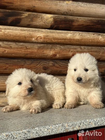 Щенки горной пиренейской