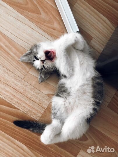 Котята 3 месяца