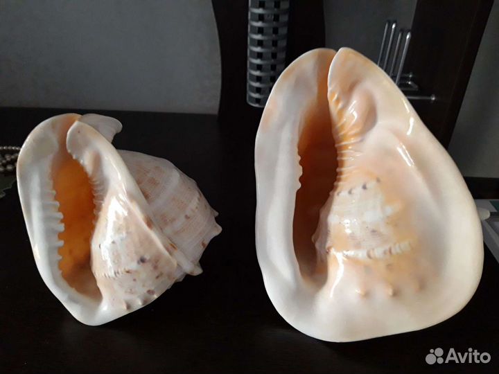 Морские средиземноморские ракушки