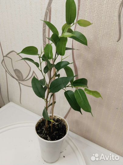 Фикус, Гибискусы