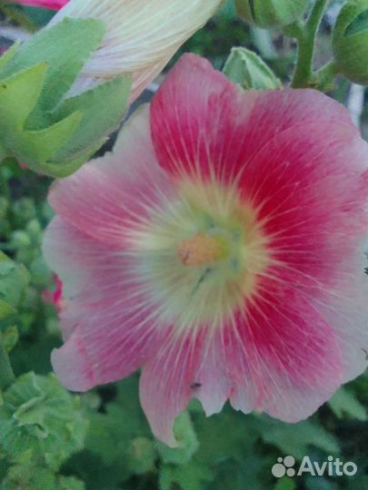 Цветы для сада