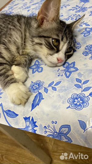 Кисуля в добрые руки