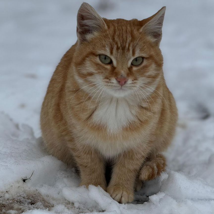 Рыжий котенок в добрые руки