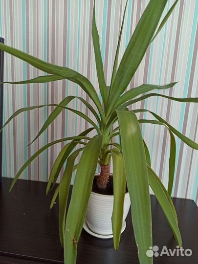 Пальма Юкка 20 см, 50 см