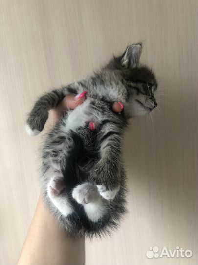 Котёнка в заботливые руки