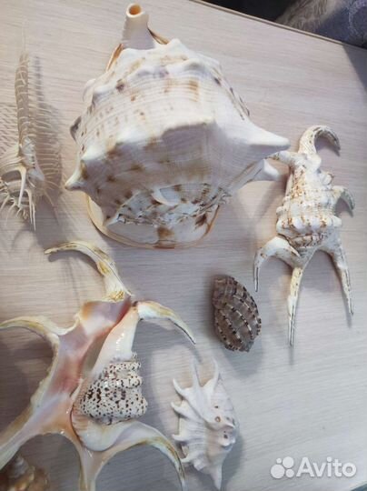 Коллекция ракушек За всё