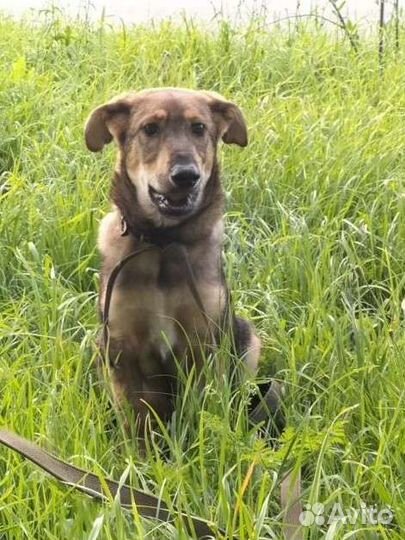 Щенок в добрые руки бесплатно