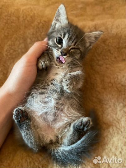 Котята ищут семьи