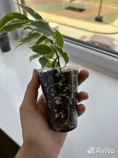 Фикус Бенджамина Голден Кинг