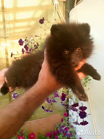 Померанский шпиц