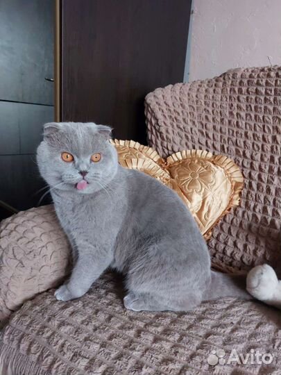 Британский кот на вязку