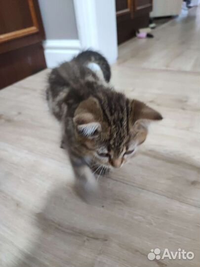 Шотланский котенок