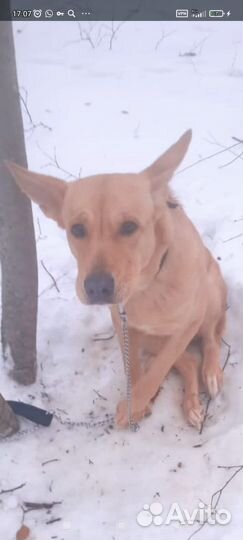 Собака в парке