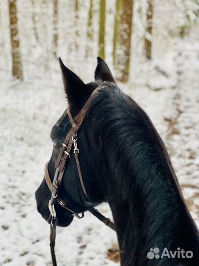 Конные прогулки