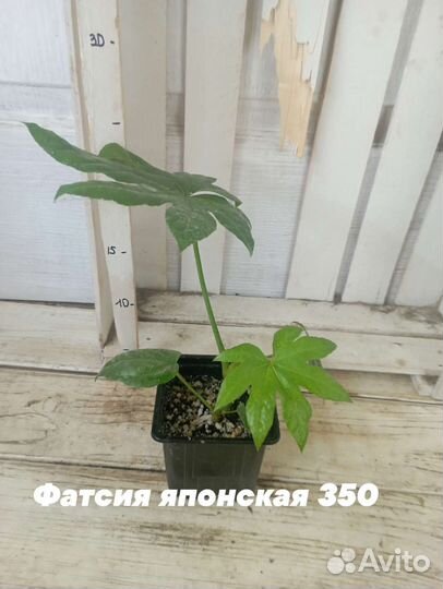 Комнатные цветы растение фатсия японская