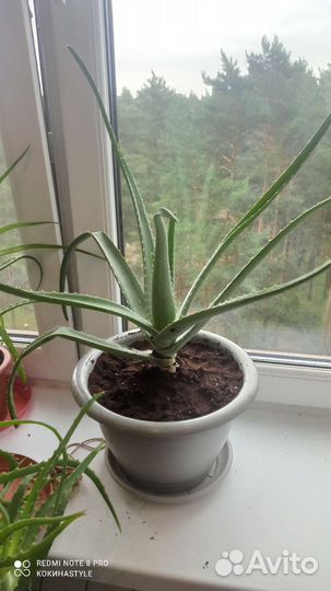 Алоэ вера растение