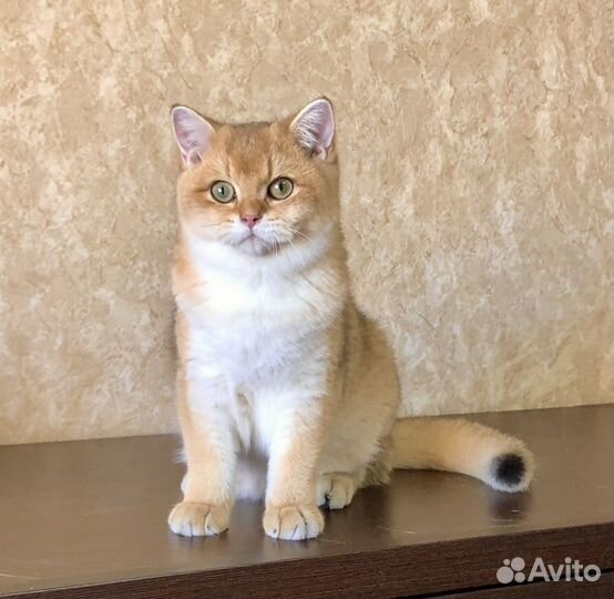 Котик золотая шиншилла