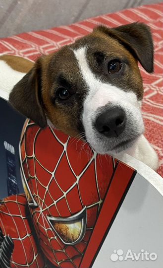 Вязка Джек Рассел Терьер