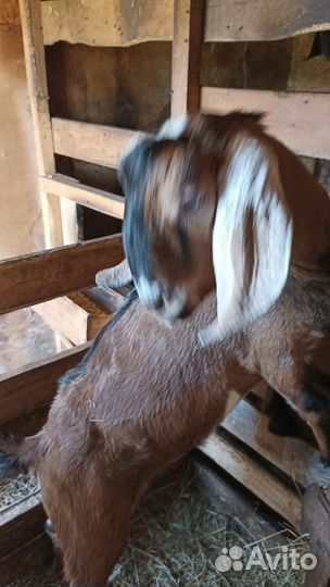 Нубийский козел