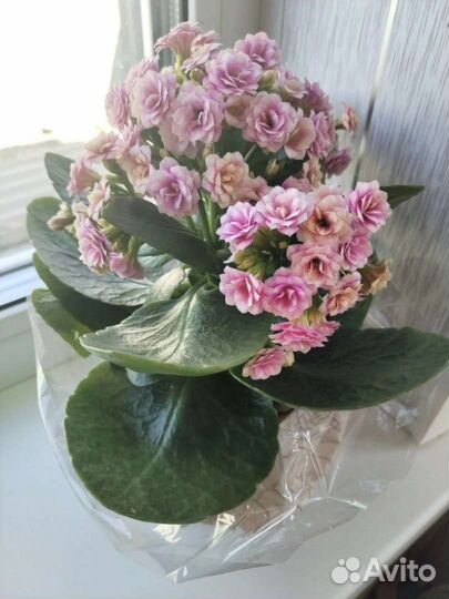 Каланхоэ цветущий