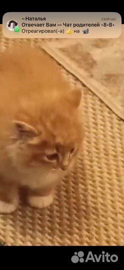 Котята в добрые руки даром