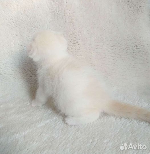 Шикарный домоправитель