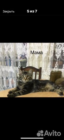 Котята породы мейн-кун