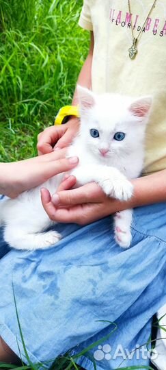 Котёнок ангора мальчик