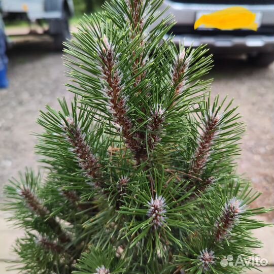 Сосна Ричард