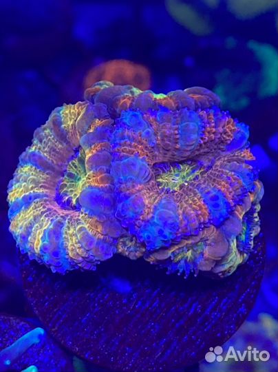 Живые кораллы для аквариума
