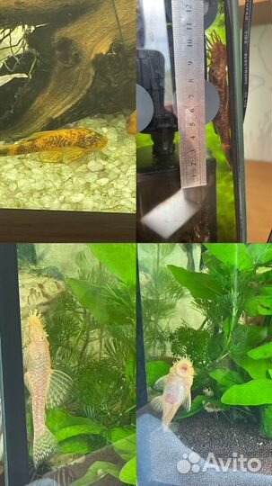 Тернеция гло, данио, анциструс ред, кабомба